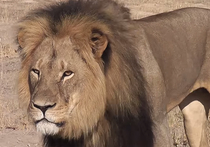 Знаменитого льва Сесила в Зимбабве убил дантист из США 