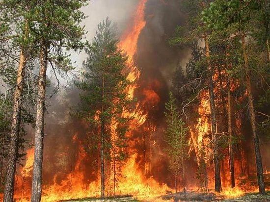 Площадь лесных пожаров резко увеличилась из-за жаркой погоды