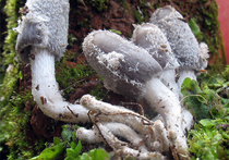 Что делать при отравлении ядовитыми грибами