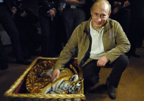 Под Хабаровском пропал труп таинственно погибшего амурского тигренка