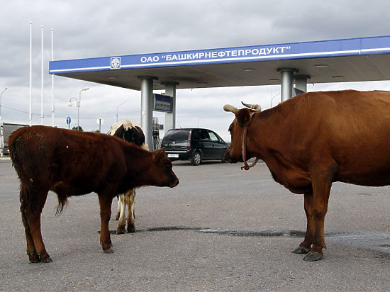 Г-жа Акбашева заявила «МК», что инициирует проверку необходимости повышения монополистом стоимости бензина