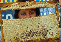 Свежий медовый урожай на ярмарке меда в Коломенском