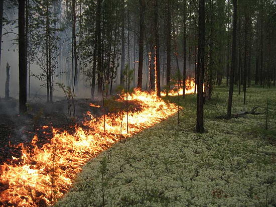 В Крыму из-за жары ограничили посещение лесов