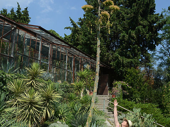 В Никитском саду зацвела агава