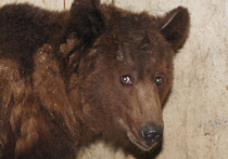 Сахалинские живодеры мечтали изнасиловать задавленного джипом медведя