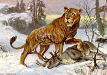 В башкирском святилище найдены останки громадного пещерного льва