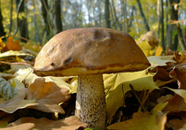 Будут ли грибы в Карелии в этом году: мнение ученых