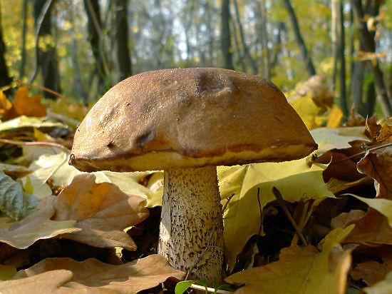 Вернувшиеся из леса биологи констатируют очень малое количество грибов, и советуют подождать