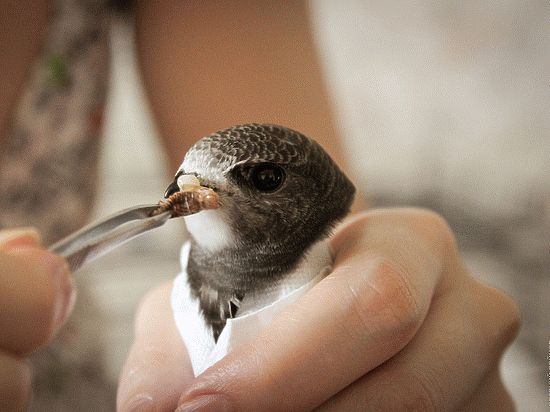 В Петербурге птицы умирают от истощения