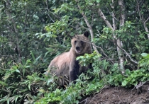 Дело об издевательствах над медведем на Курилах передано в СК РФ