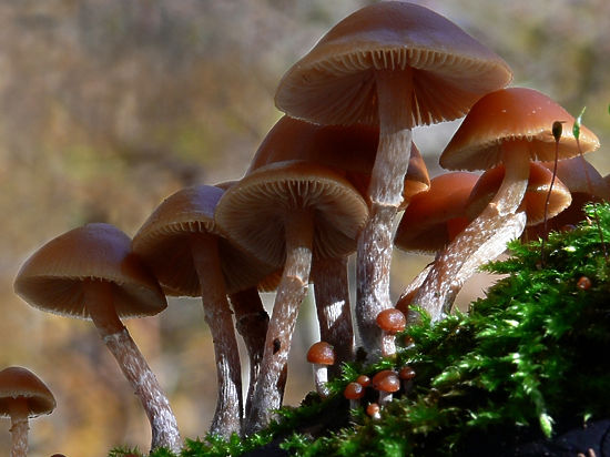 Ученые в недоумении: как редкий гриб мог оказаться в наших широтах
