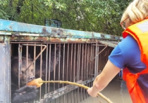 Хозяин зоопарка в Уссурийске решил утопить своих зверей в клетках