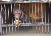 В затопленном зоопарке Уссурийска остаются медведи, волки и лев