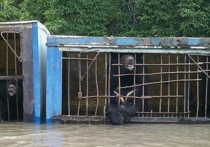 Медведи в шоке: животным из затопленного зоопарка Уссурийска прописали успокоительное