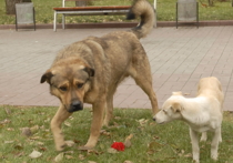 В Москве хотят установить доски позора для тех, кто не убирает за собаками