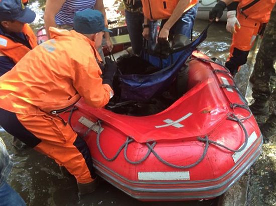 Животные из затопленных клеток «устроены с комфортом» в старом цирке, а льва отправят в центр реабилитации редких хищников