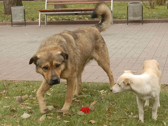 Но возможно эта инициатива вступит в противоречие с законом о персональных данных