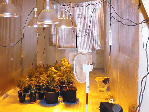 выращивание марихуаны лампа днат