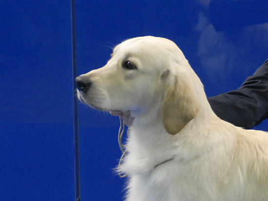 Ретривер съел средство контрацепции, когда гостил у молодой пары — друзей своих хозяев 