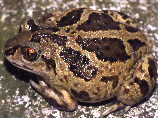 Чесночница, которая умеет закапываться в грунт, раньше встречалась только в Крыму и на Северном Кавказе