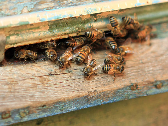 Селить пчел запретят рядом с дорогами и кондитерскими предприятиями
