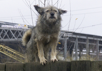На памятнике бездомным животным в Москве будут изображены собака и кошка
