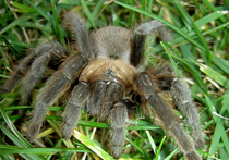 В Бурятии появились огромные тарантулы: жители в панике