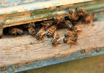 Московские парки заселят пчелами: экологи бьют тревогу