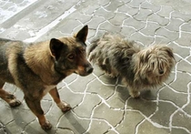 Собак и кошек в Бурятии заморят голодом