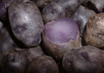 Подмосковные селекционеры вывели фиолетовую картошку: она поможет омолодиться