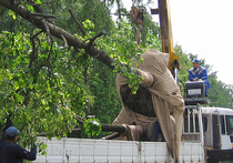 В «Сокольниках», где под деревом погибла наездница, снова орудуют дровосеки