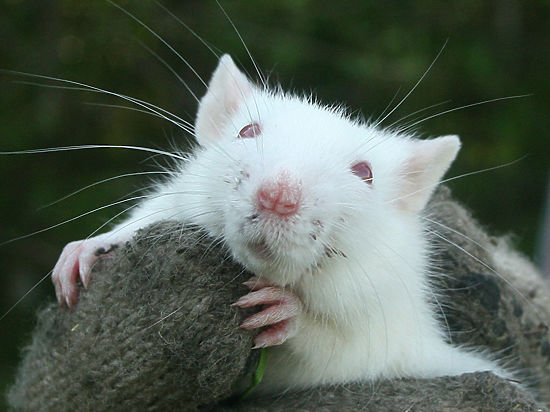 «Выключить» боль у подопытных мышей удалось ученым из Кембриджского университета