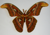 В подмосковной Кашире три дня будет жить уникальная бабочка