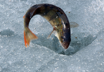 Новый стандарт на замороженную рыбу: как можно меньше глазури 