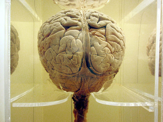 Результаты нового эксперимента с человеческим мозгом и интернетом удивляют