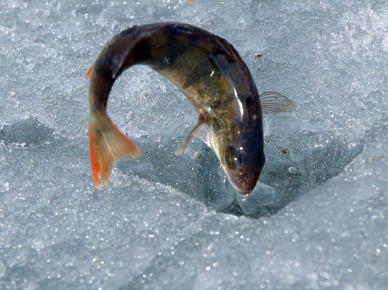 Повара считают, что покупатели останутся довольны