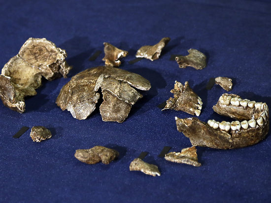 По мнению палеоантрополога, останки homo naledi заставляют по-иному взглянуть на эволюцию