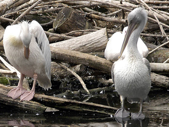 Региональные власти Омской области пытаются предотвратить угрозу потери кудрявых пеликанов
