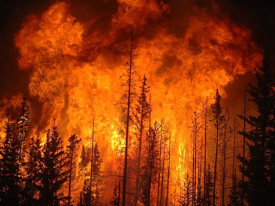 Ущерб от лесных пожаров составил 48,2 миллиона тенге. В 2014 году эта цифра была в два раза ниже 