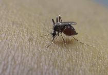 «Нобеля» по медицине дали за борьбу с паразитами и малярией