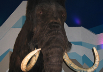 В Якутии найдена потенциально пригодная для клонирования шкура мамонта