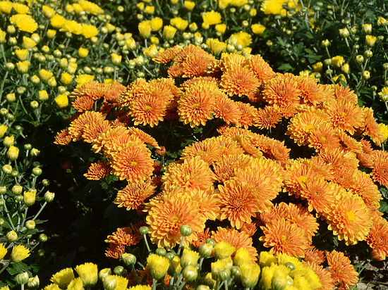 В октябре-ноябре посетители Никитского сада увидят 30 тысяч цветов на Бале хризантем 