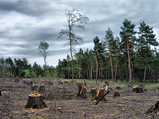 В Зональненском сельском поселении вырубили почти 7 тысяч деревьев, не заплатив за них ни копейки в бюджет