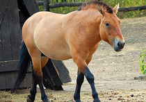Лошадь Пржевальского вернулась в Россию для размножения