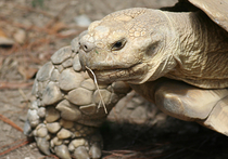 На Галапагосских островах, где бывал Дарвин, найдены новые гигантские черепахи