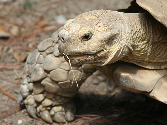 Галапагосские острова расположены в Тихом океане и принадлежат Эквадору 