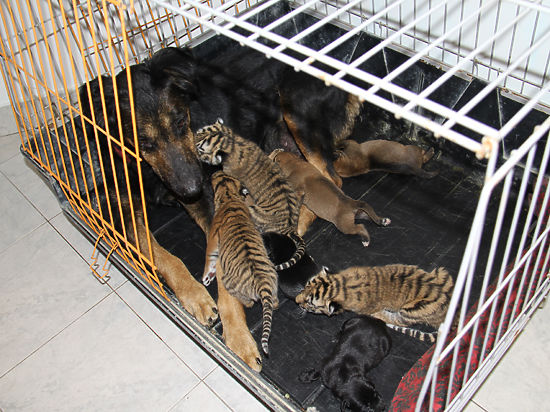 В зоопарке при санатории подыскали кормилицу для новорожденных тигрят