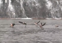 Семь фламинго по ошибке прилетели в Сибирь: им грозит гибель