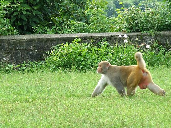 Чем глубже рев обезьяны, тем он привлекательнее для потенциальных партнерш