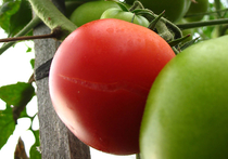 Генетики вывели ГМО-помидоры, которые заменяют вино и замедляют старение